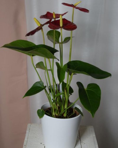 Anthurium plant