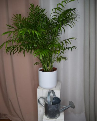 Chamadorea Elegant