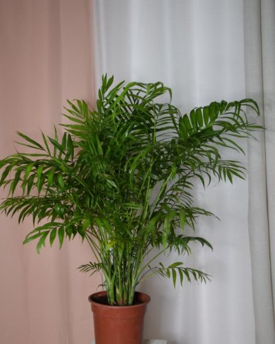 Chamadorea Elegant