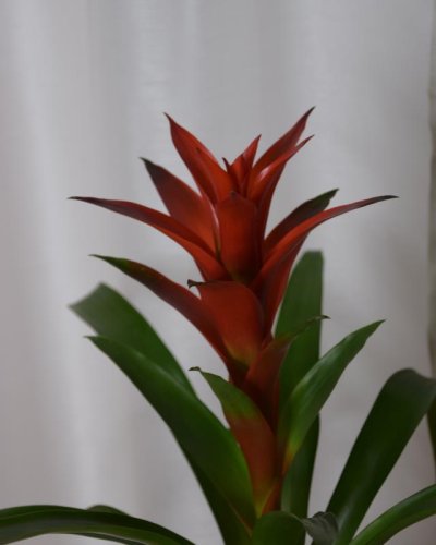 Guzmania Roja