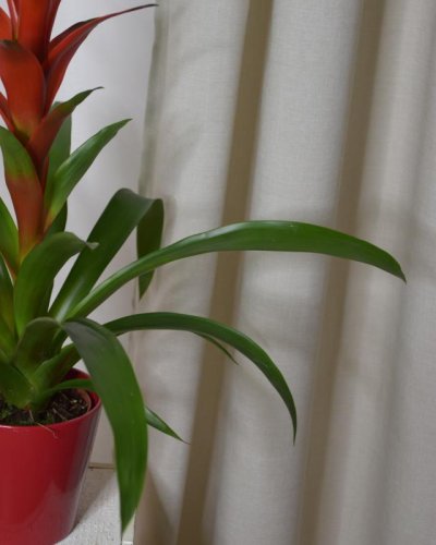 Guzmania Roja