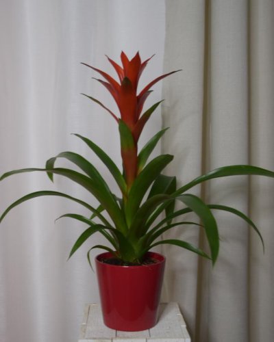 Guzmania Roja