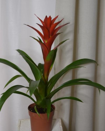 Guzmania Roja