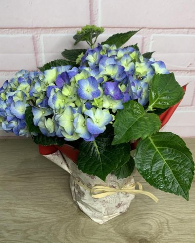 Hortensia variada