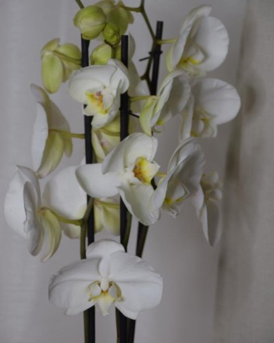 Phaleonopsis Blanca
