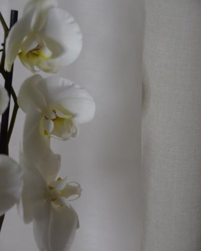 Phaleonopsis Blanca