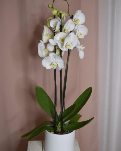 Phaleonopsis Blanca
