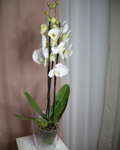 Phaleonopsis Blanca