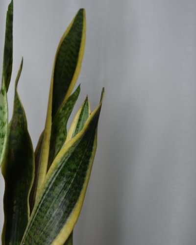 Sanseviera Laurentina