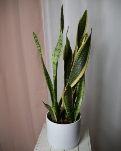 Sanseviera Laurentina