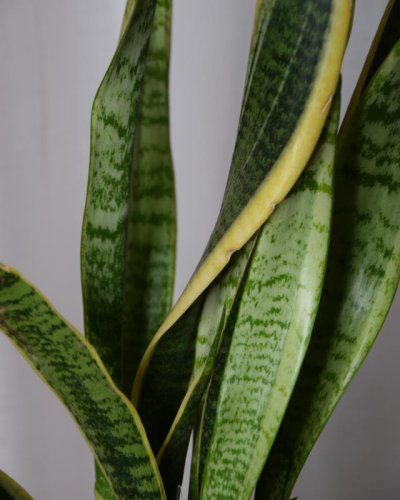 Sanseviera Laurentina