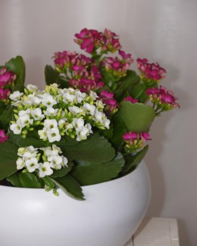 Kalanchoe conjunto 