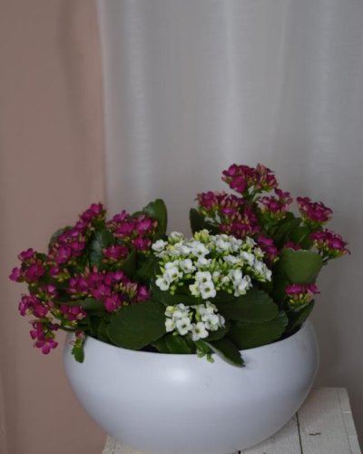 Kalanchoe conjunto 