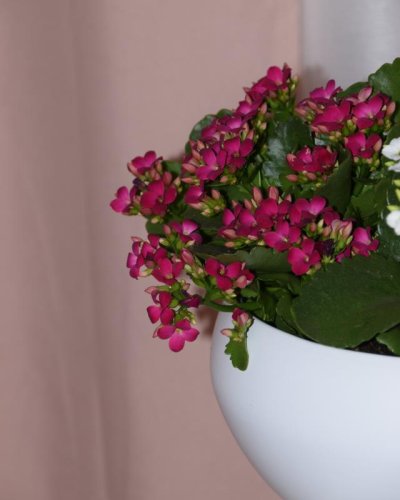 Kalanchoe conjunto 