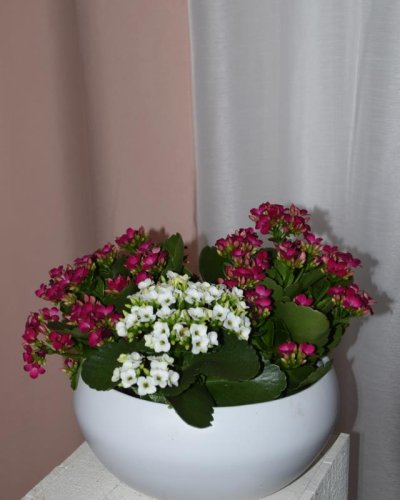 Kalanchoe conjunto 