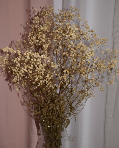 Paniculata Preservada Natural