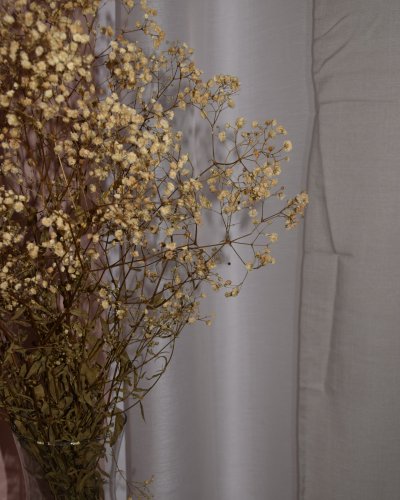 Paniculata Preservada Natural