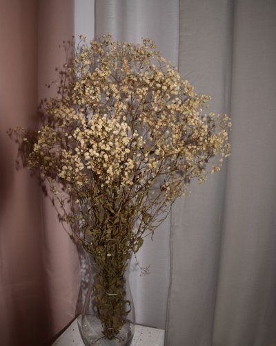 Paniculata Preservada Natural