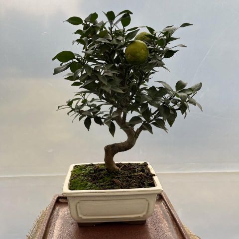 Bonsái Citrus Myrtifolia 10A
