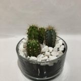 Cactus Compo 3 Cristal Redondo 15cm