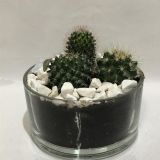 Cactus Compo 3 Cristal Redondo 15cm