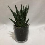 Cactus Compo 1 Vaso CRistal 11cm