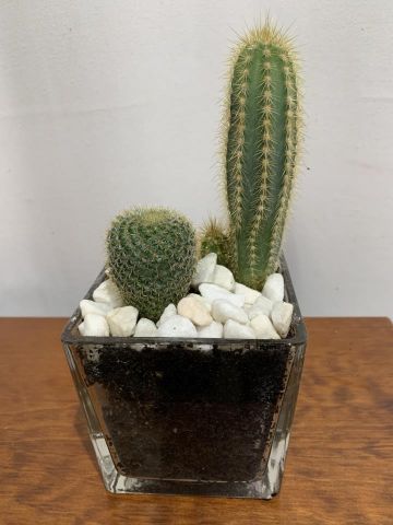 Compo Cactus Cristal 10x10 2c