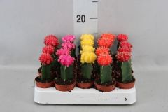 Cactus M05 Injertado Gymnocalycium