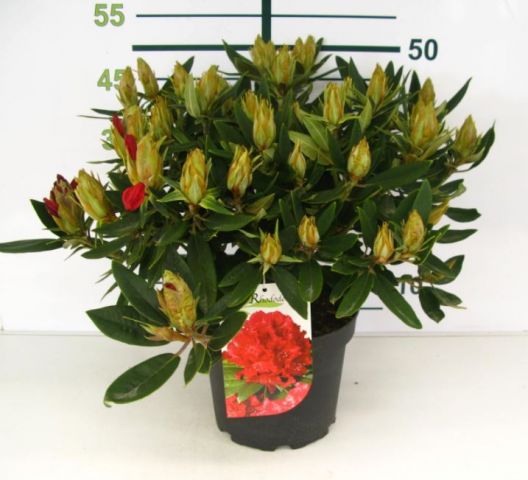Rhododendron Hibrido 5L