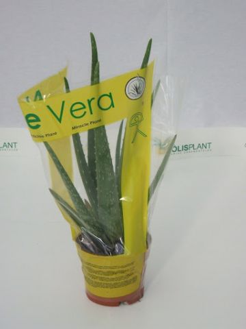 Aloe Vera M12
