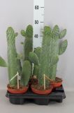 Opuntia M15 Cactus 70cm