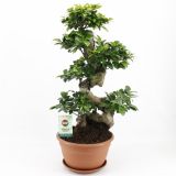 Ficus Microcarpa M27 /70 Ginseng