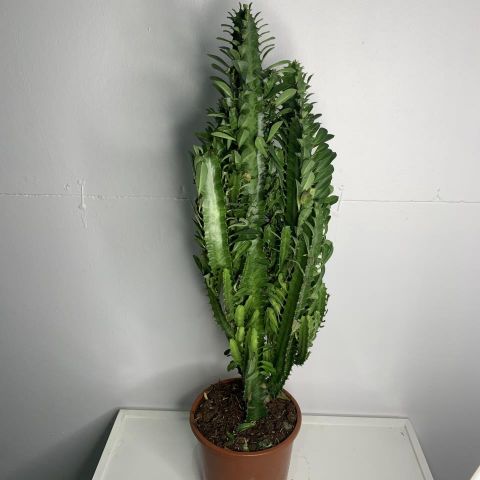 Euphorbia Mix M17 H55 Cactus