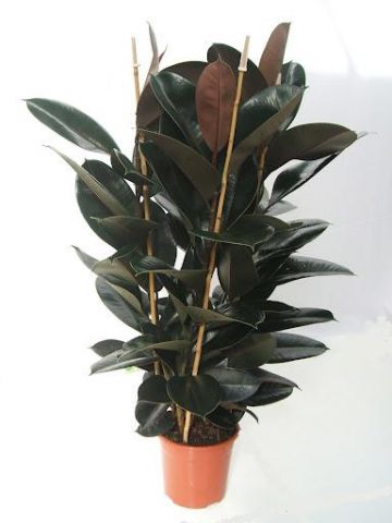 Ficus Elastica Abijan M20 III